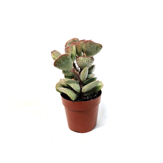 Succulent, 3in, Calico Hearts