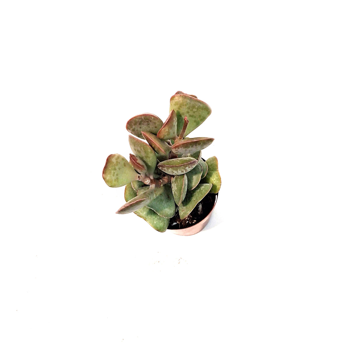 Succulent, 3in, Calico Hearts
