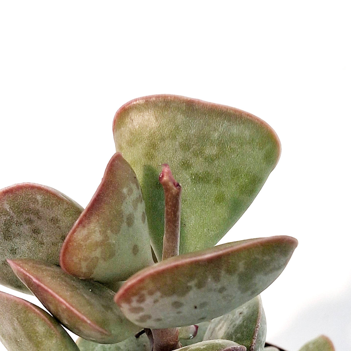 Succulent, 3in, Calico Hearts