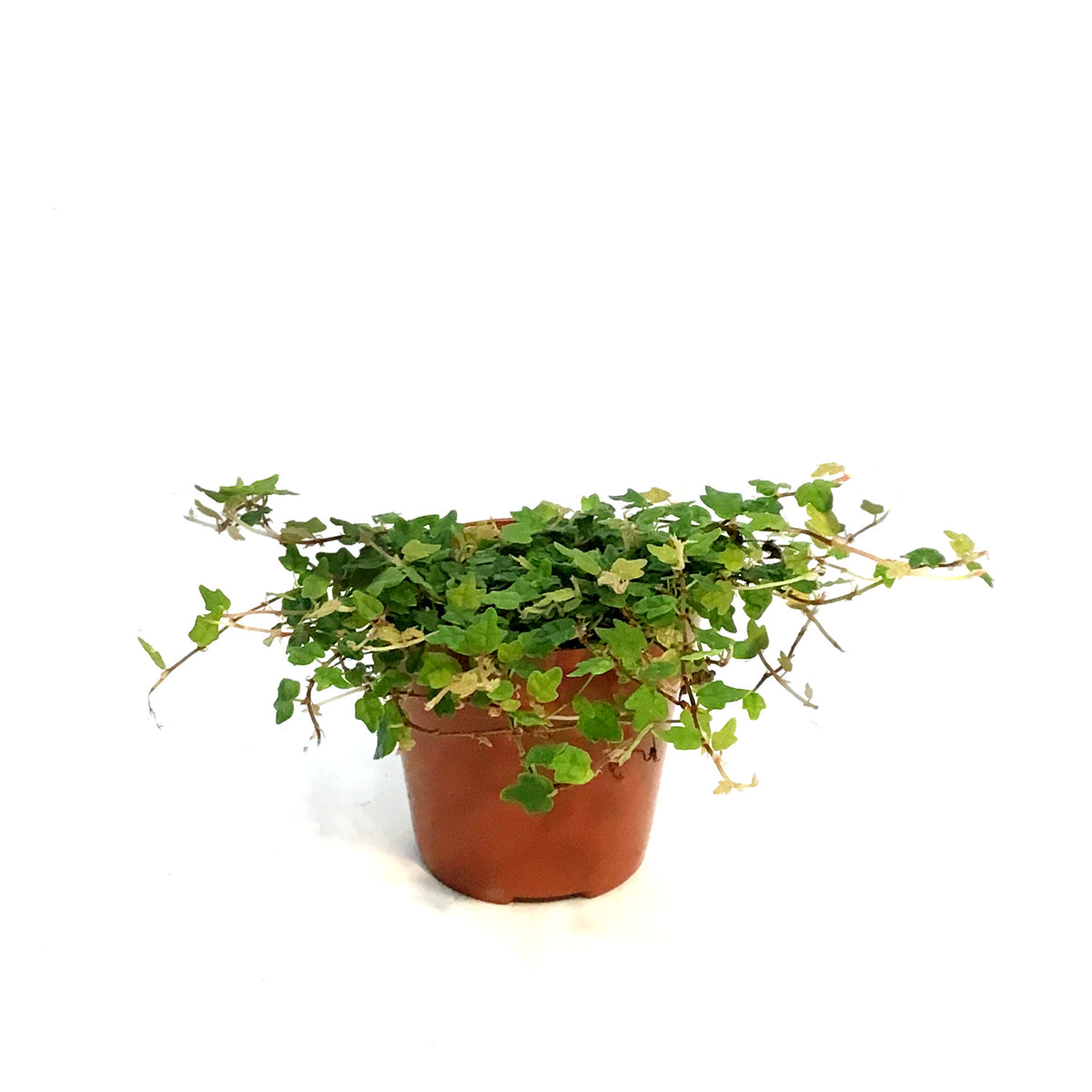 String of Frog 3in, Ficus pumila 'Quercifolia'