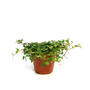 String of Frog 3in, Ficus pumila 'Quercifolia'