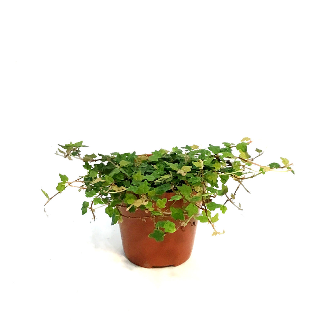 String of Frog 3in, Ficus pumila 'Quercifolia'