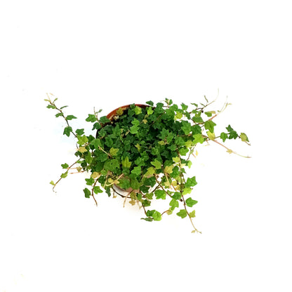 String of Frog 3in, Ficus pumila 'Quercifolia'
