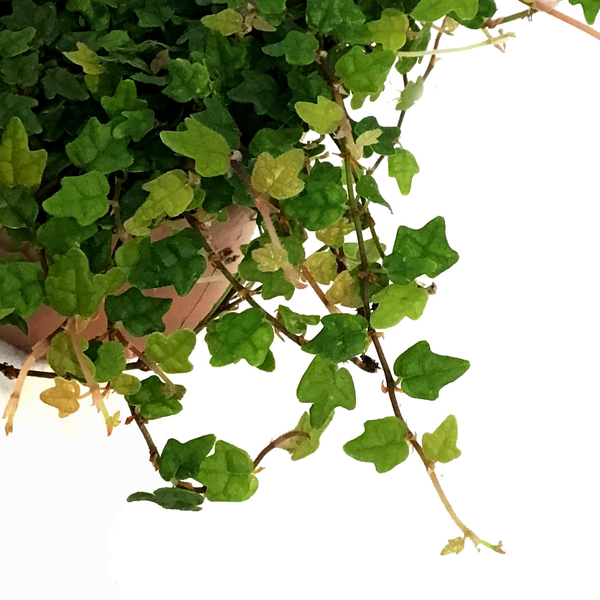 String of Frog 3in, Ficus pumila 'Quercifolia'