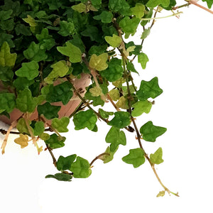 String of Frog 3in, Ficus pumila 'Quercifolia'