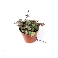 Load image into Gallery viewer, String of Hearts,3in, Ceropegia woodii,Vrgtd
