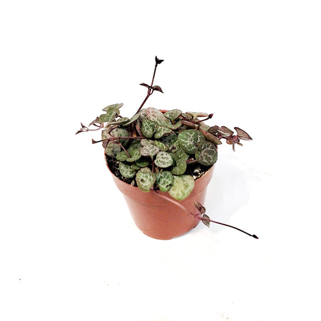String of Hearts,3in, Ceropegia woodii,Vrgtd