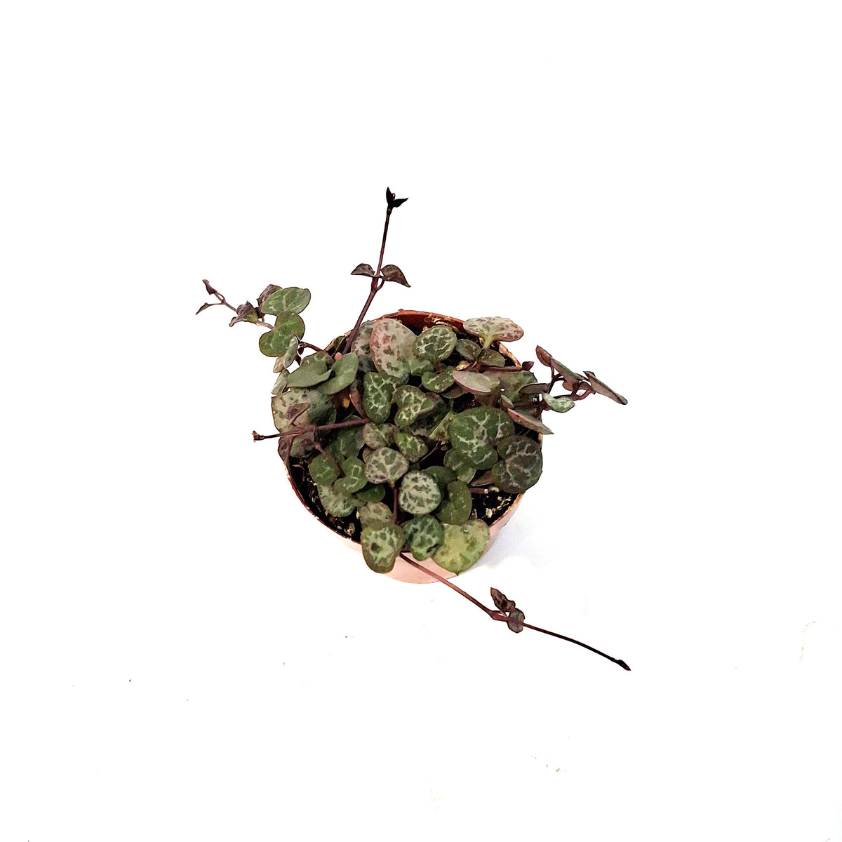 String of Hearts,3in, Ceropegia woodii