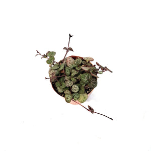 String of Hearts,3in, Ceropegia woodii,Vrgtd