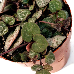 String of Hearts,3in, Ceropegia woodii,Vrgtd
