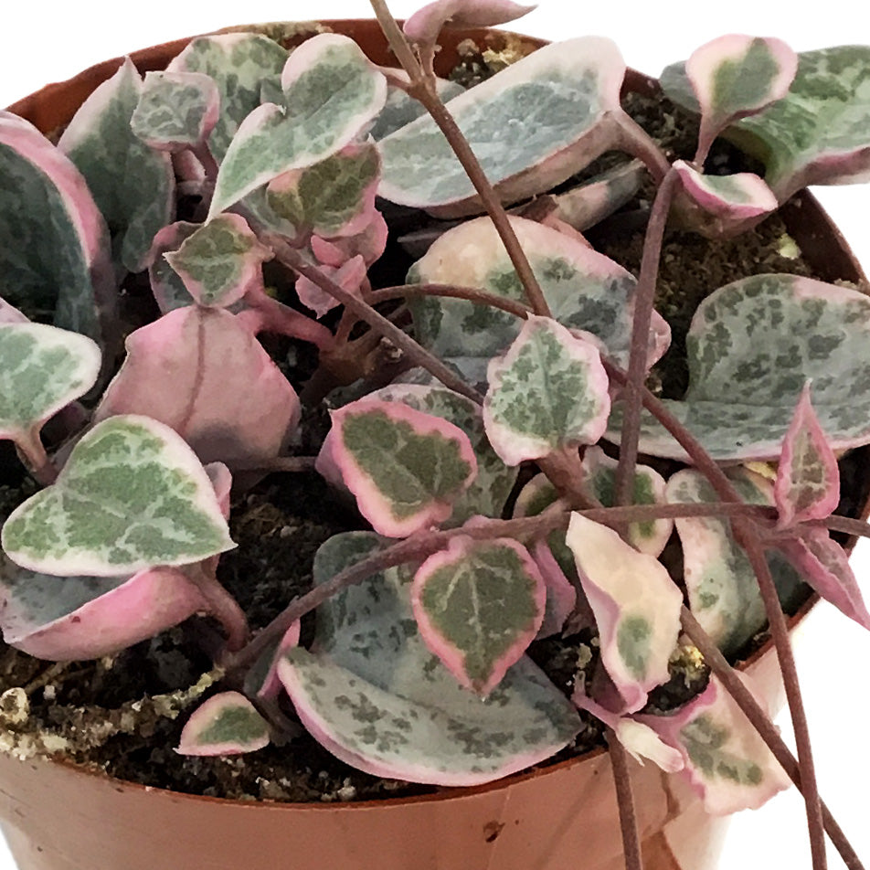 String of Hearts, 3in, Ceropegia woodii,Pink, Var