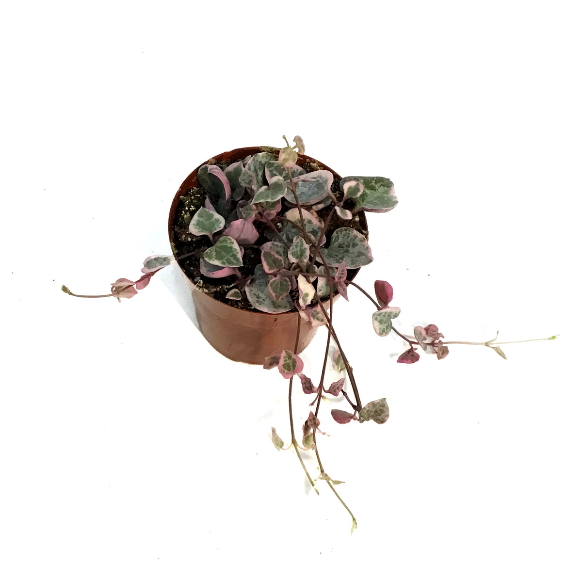 String of Hearts, 3in, Ceropegia woodii,Pink, Var