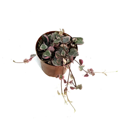 String of Hearts, 3in, Ceropegia woodii,Pink, Var
