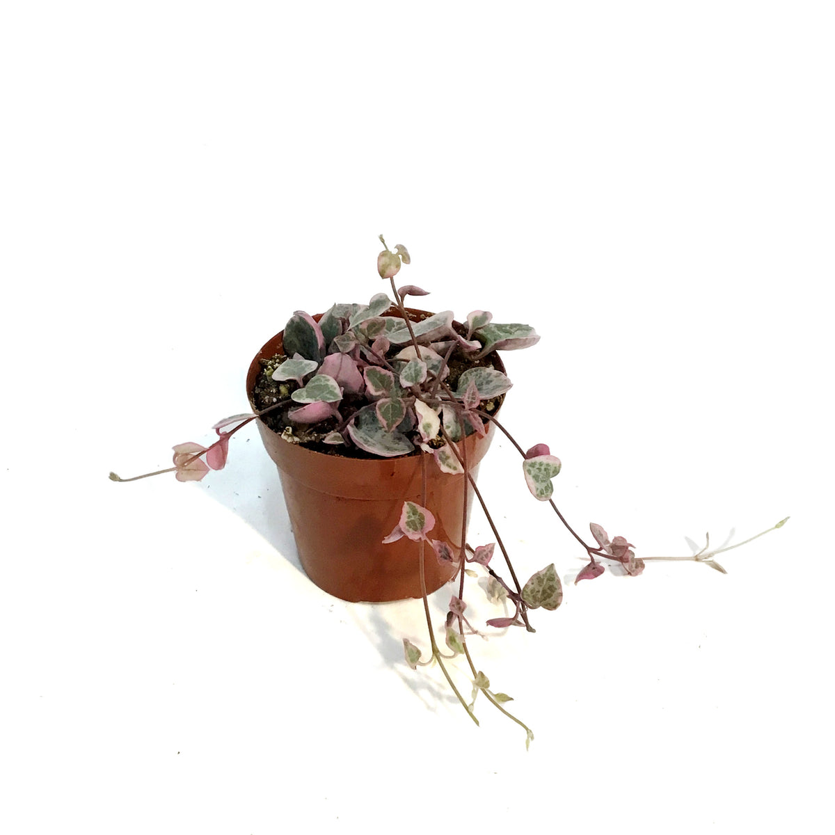 String of Hearts, 3in, Ceropegia woodii,Pink, Var