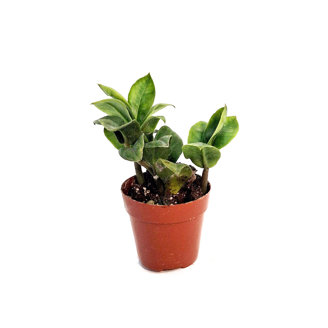 ZZ Plant, 3in, Zamioculcas Zamiifolia Zenzi