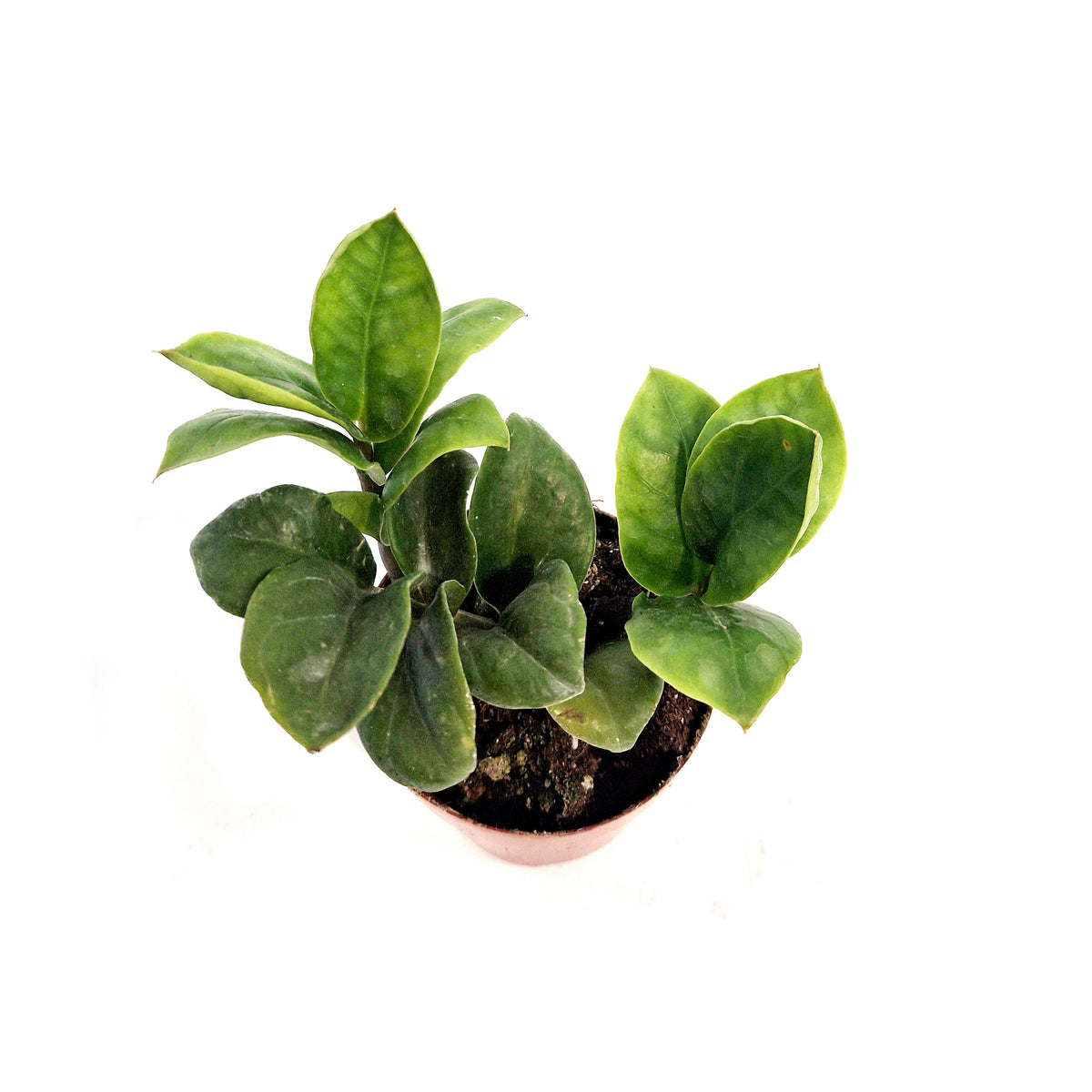 ZZ Plant, 3in, Zamioculcas Zamiifolia Zenzi