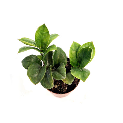 ZZ Plant, 3in, Zamioculcas Zamiifolia Zenzi