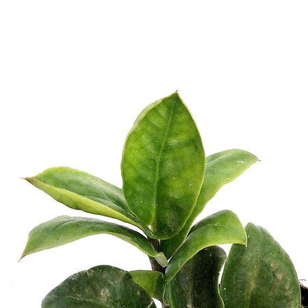 ZZ Plant, 3in, Zamioculcas Zamiifolia Zenzi