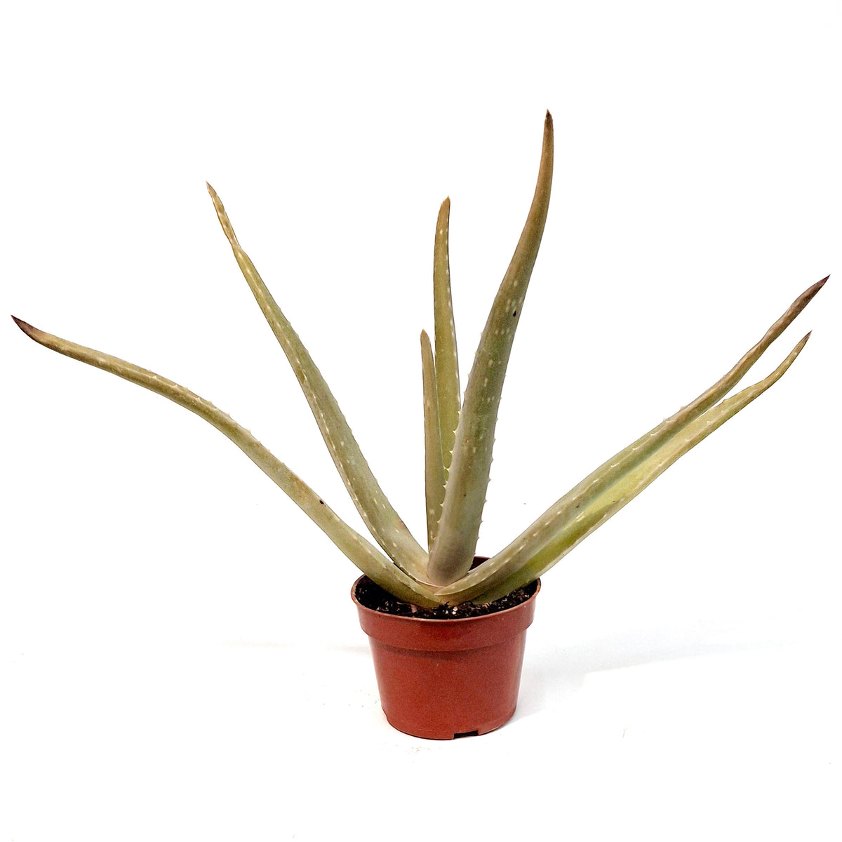 Aloe Vera, 4in, Medicinal
