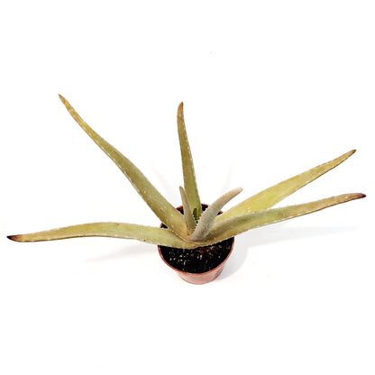 Aloe Vera, 4in, Medicinal