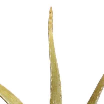 Aloe Vera, 4in, Medicinal