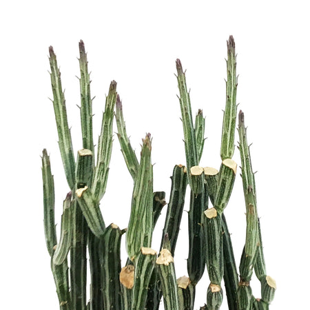 Candystick plant- Kleinia Stapeliiformis