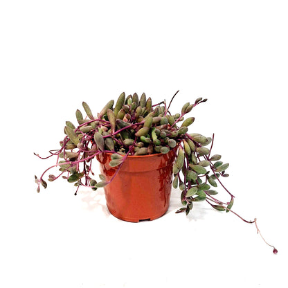 Ruby Necklace Plant- Othonna Capensis