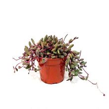 Load image into Gallery viewer, Ruby Necklace Plant- Othonna Capensis
