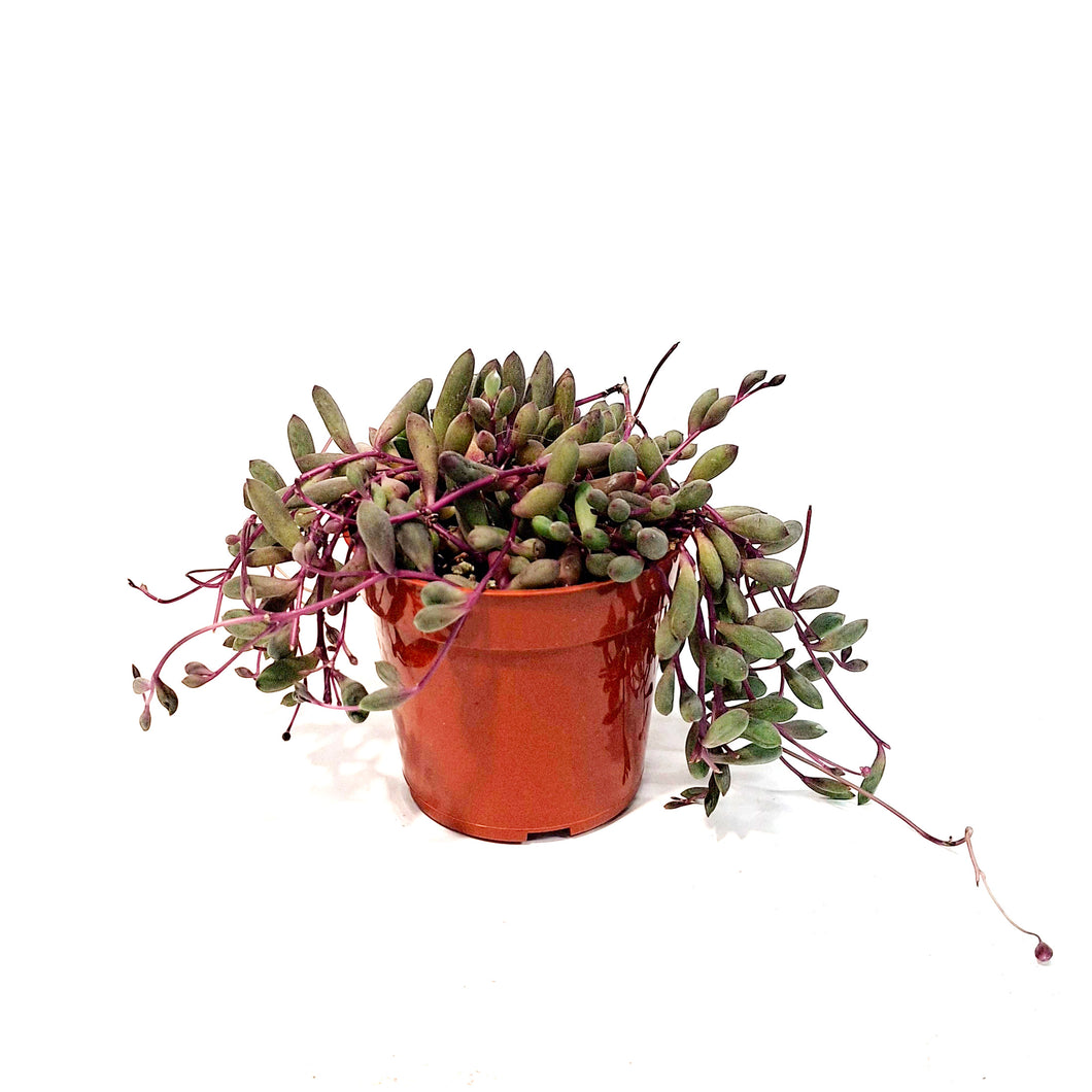 Ruby Necklace Plant- Othonna Capensis