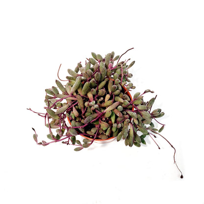 Ruby Necklace Plant- Othonna Capensis