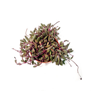 Ruby Necklace Plant- Othonna Capensis