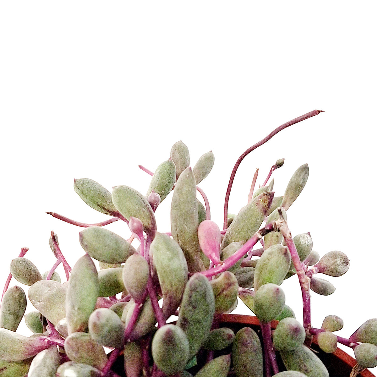 Ruby Necklace Plant- Othonna Capensis