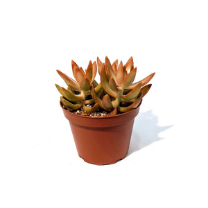 Succulent,4in, Sedum Coppertone