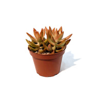 Succulent,4in, Sedum Coppertone