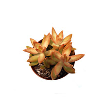 Load image into Gallery viewer, Succulent,4in, Sedum Coppertone
