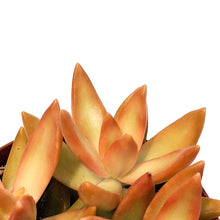 Load image into Gallery viewer, Succulent,4in, Sedum Coppertone
