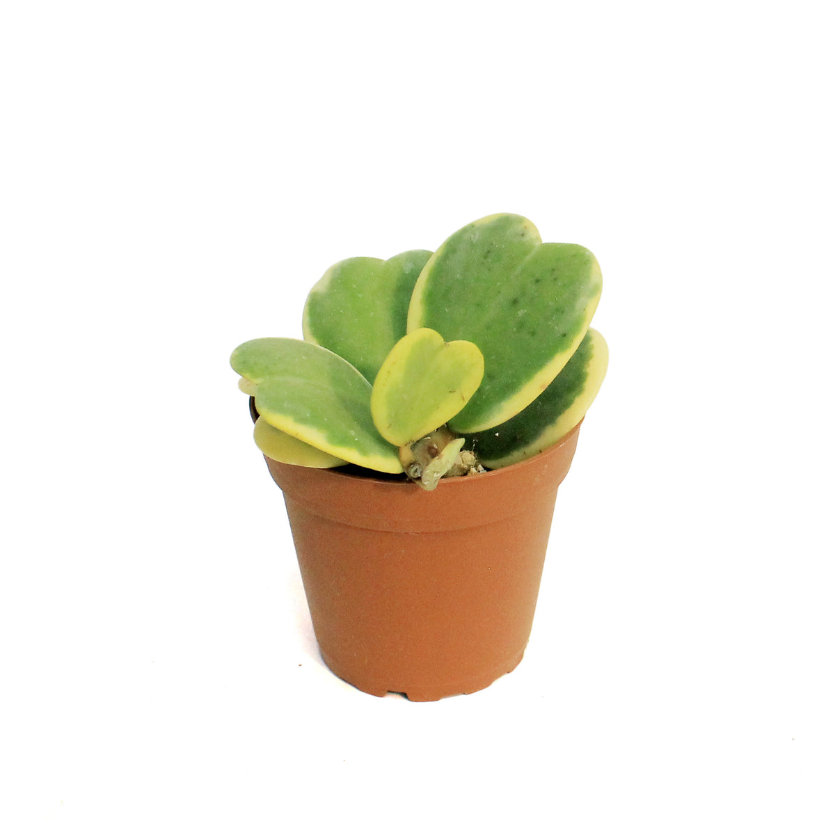 Hoya, 4in, Kerrii Sweetheart Vine