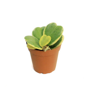 Hoya, 4in, Kerrii Sweetheart Vine