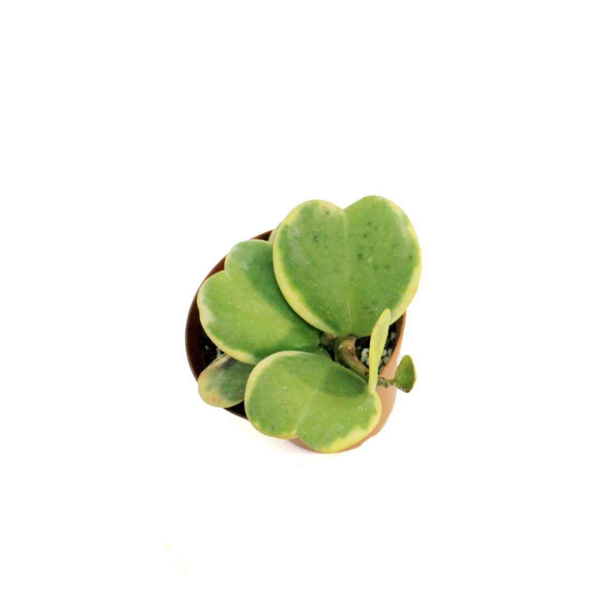 Hoya, 4in, Kerrii Sweetheart Vine