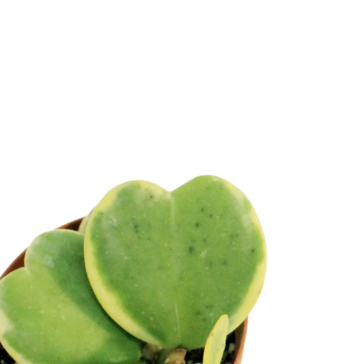 Hoya, 4in, Kerrii Sweetheart Vine
