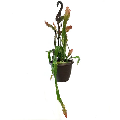 Orchid, 6in, Cactus, Hanging Basket