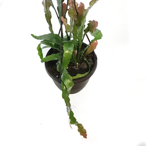 Orchid, 6in, Cactus, Hanging Basket