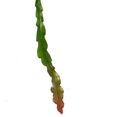 Orchid, 6in, Cactus, Hanging Basket