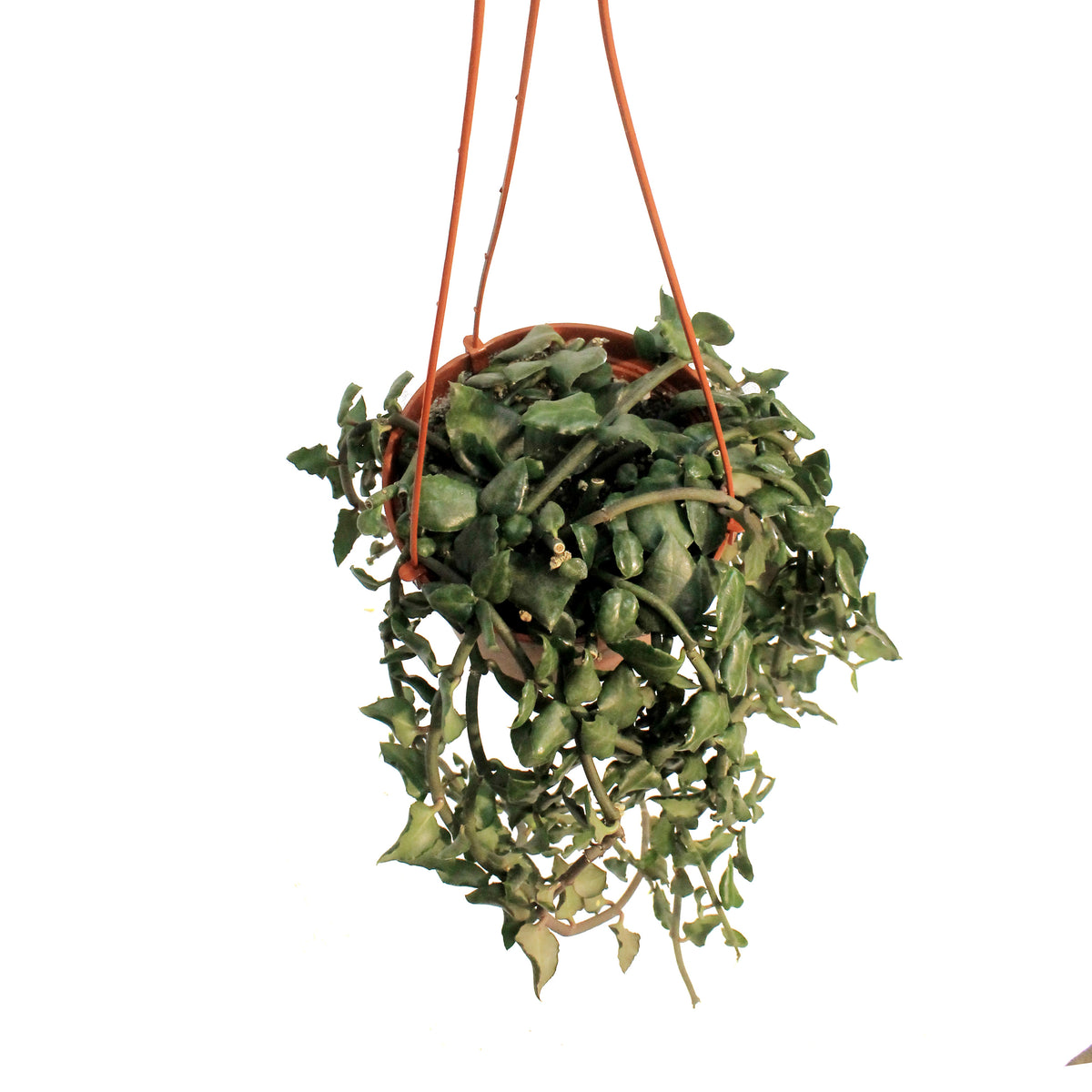Parachute Plant, 6in Hanging Basket