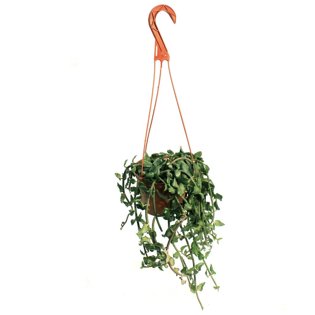 Parachute Plant, 6in Hanging Basket