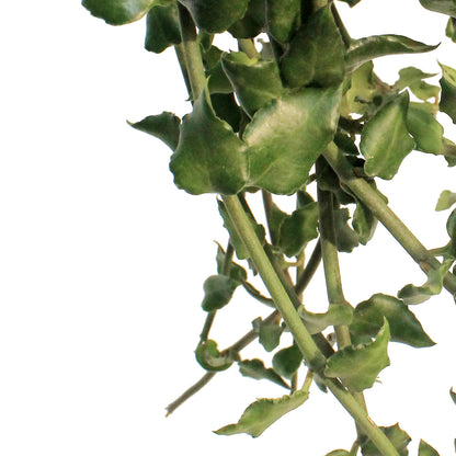 Parachute Plant, 6in Hanging Basket