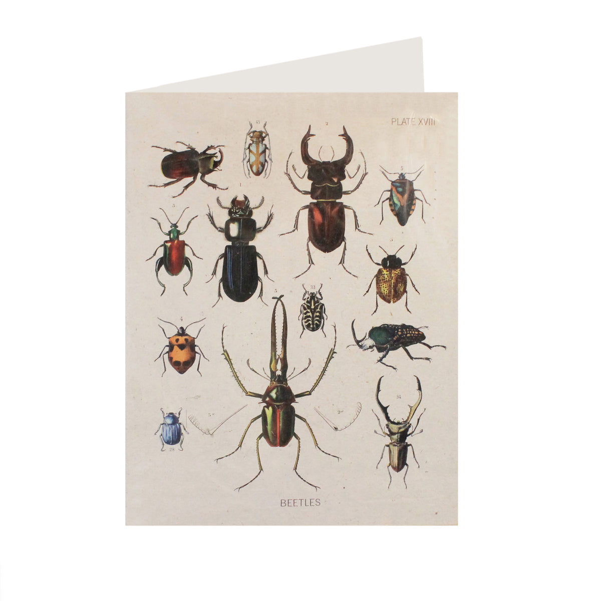 Beetle Collection Card