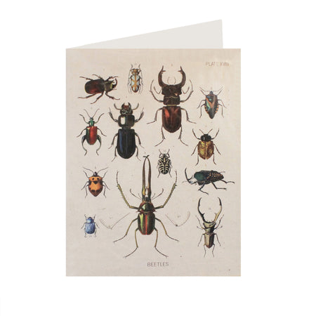 Beetle Collection Card