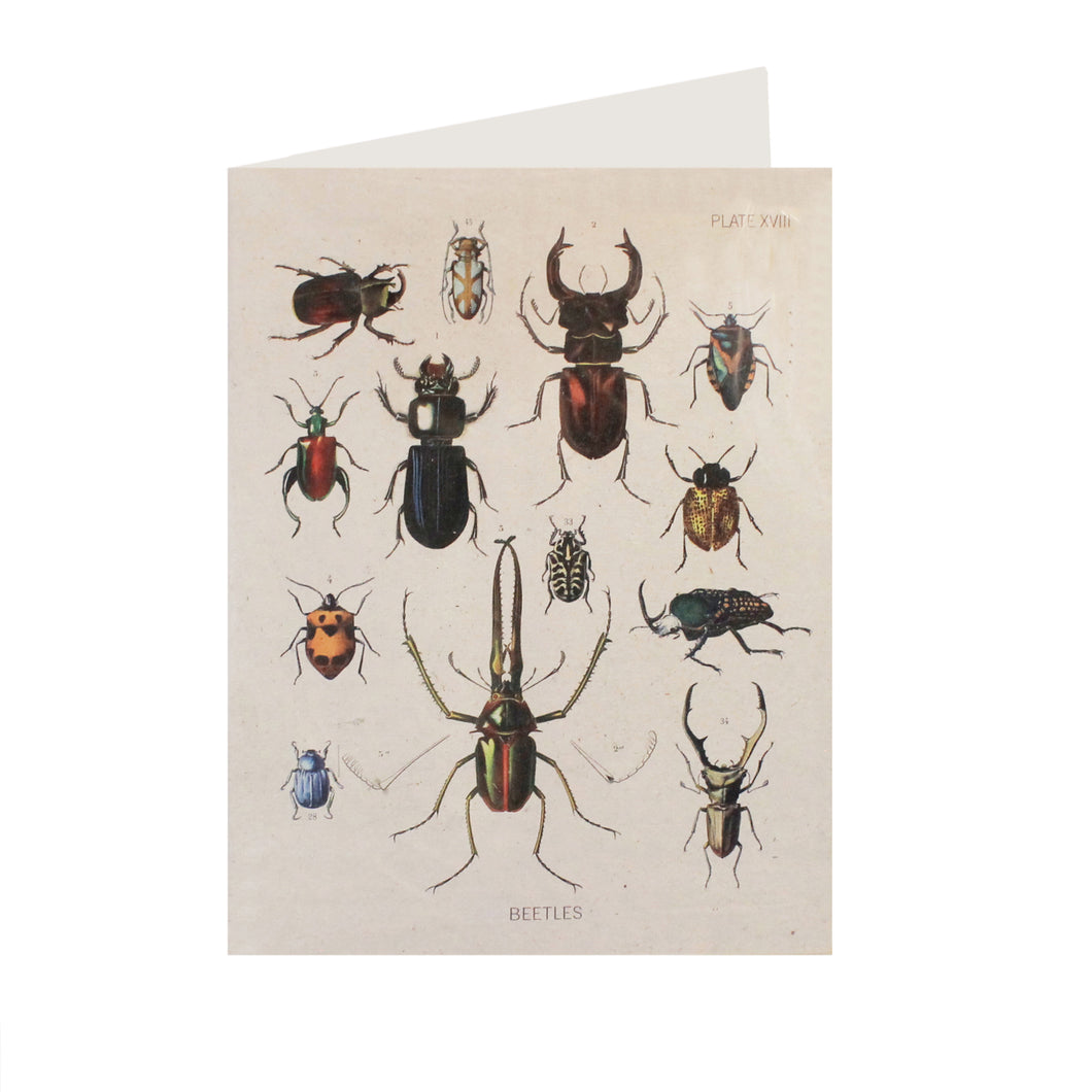 Beetle Collection Card