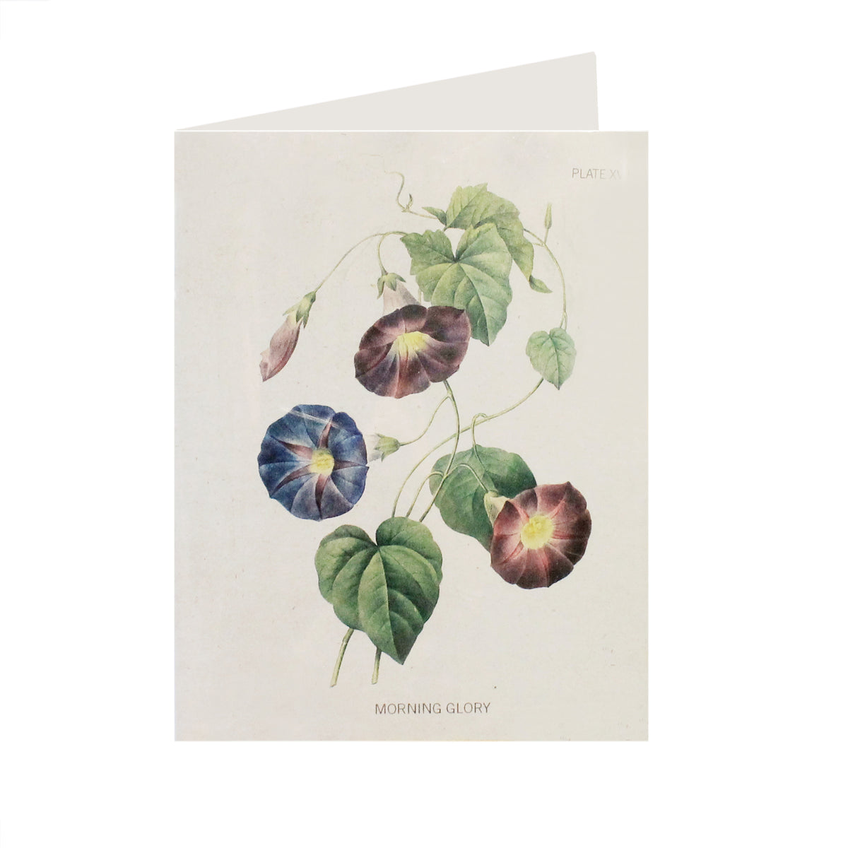 Morning Glory Card